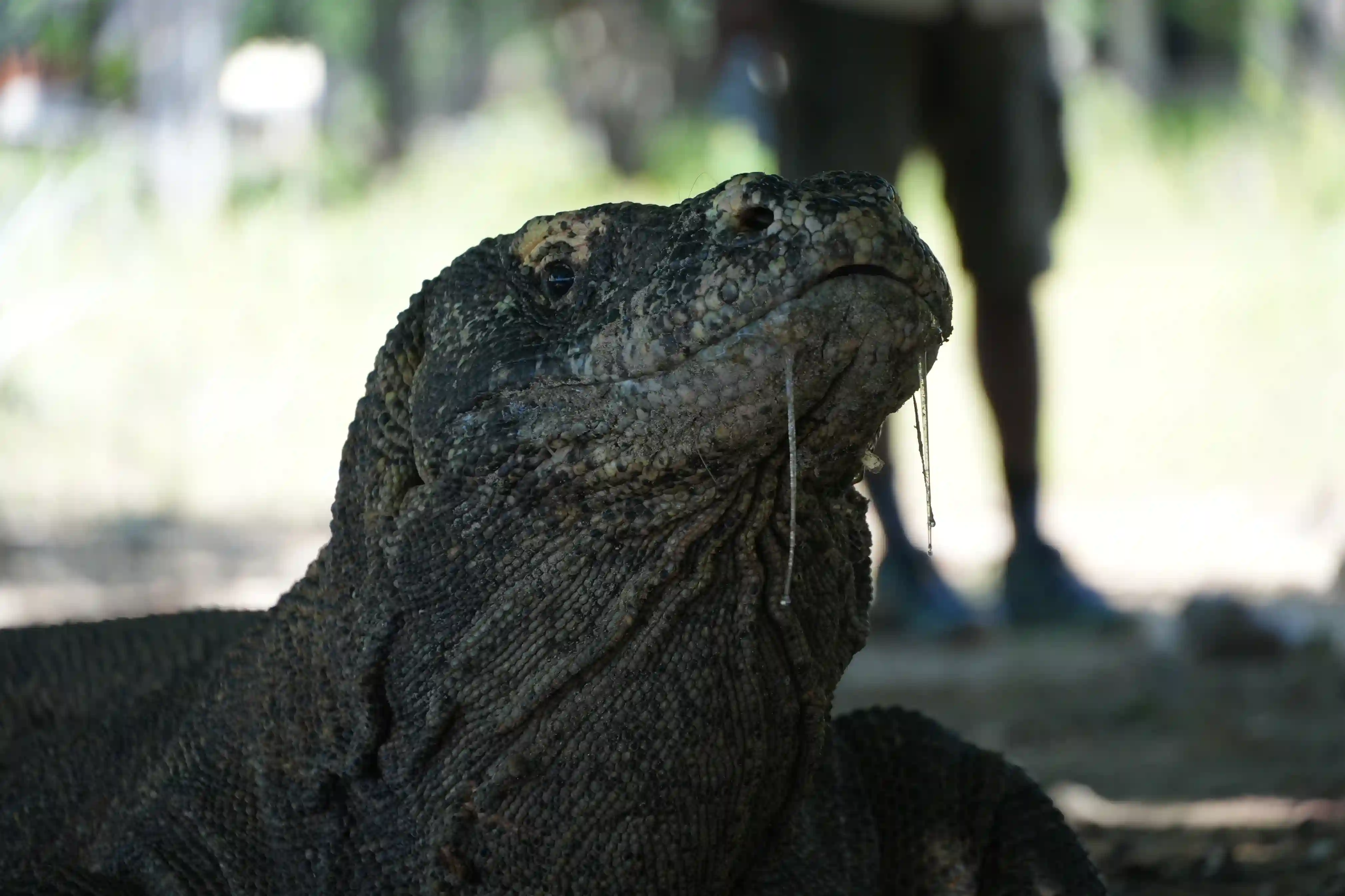 Can You See Komodo Dragons on a Day Trip? An Honest 2026 Answer